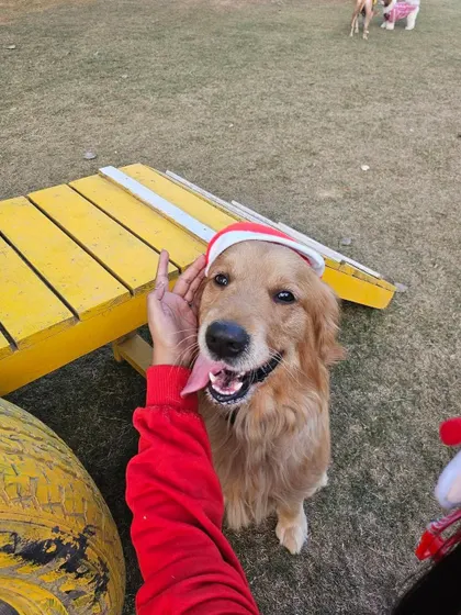 A happy Golden Retriever gets a loving pat while wearing a Santa hat. These simple, sweet moments between our staff and the dogs are what make our place a second home.