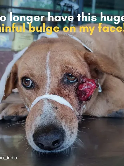 This dog's painful facial tumor was treated for free at our Trauma Centre, a service made possible by proceeds from our private hospital, SASH.