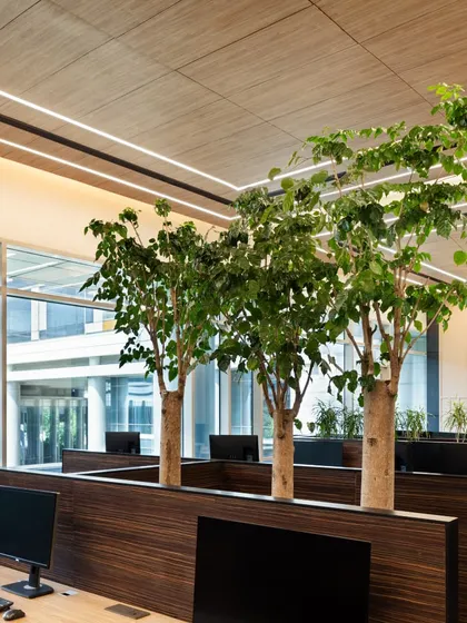 Biophilic design in action. By integrating mature trees within the workstation area, we humanize the office environment and promote daily interactions with nature that nourish the body and mind.