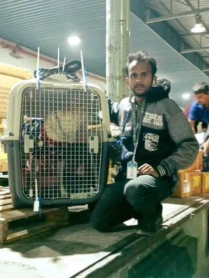 Our handler ensuring a pet is safely loaded as cargo. We oversee the entire process at the airport to give you peace of mind that your pet is in good hands.