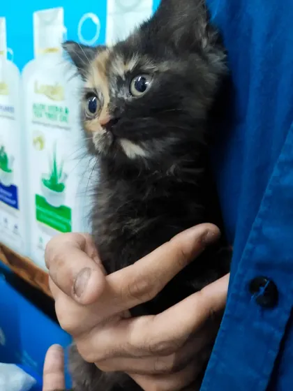 A final shot of this precious kitten, safe and sound in my hands. Every animal, or as I say, every 'ghunghroo babu', is special to me.