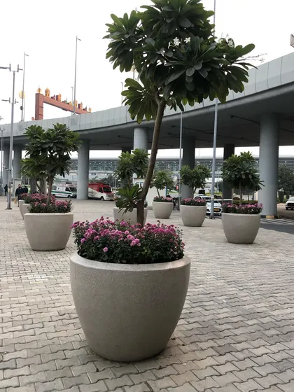 Champa trees, also known as Plumeria, look elegant in large planters. Here they are used in a public space, with seasonal flowers planted at the base for extra color.