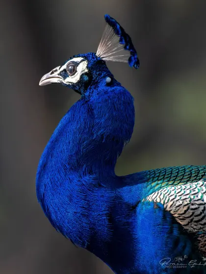 A close-up portrait of the Indian Peafowl, focusing on its iridescent blue neck and regal crest.
