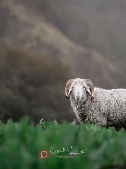 A magnificent ram giving me a serious stare-down. The livestock in the Himalayas are just as majestic as the mountains themselves.