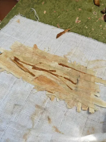 The finished sheet of homemade papyrus, a tangible link to the history of writing. This hands-on history lesson makes the story of human communication real and unforgettable.