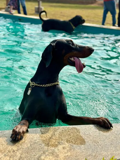 Another look at this handsome Doberman enjoying the cool waters of our pet-friendly pool.