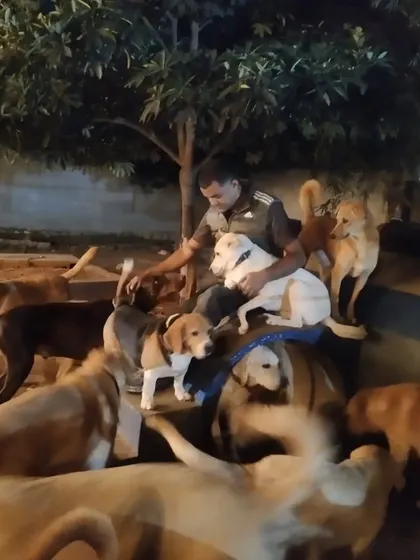 Another angle of me with the pack at night. The yard is their kingdom, and I'm just living in it.