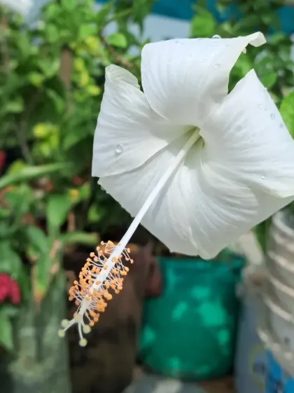 A fully bloomed white hibiscus with water droplets on its petals.