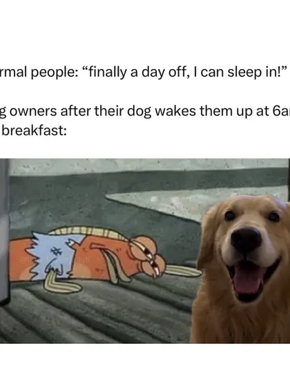 Normal people get to sleep in on their day off. Dog owners? We have a furry alarm clock that demands breakfast at 6 am.