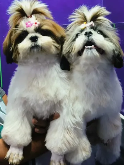 Roly and Soda, the Shih Tzu sisters, looking like two perfect dolls after their styling session.