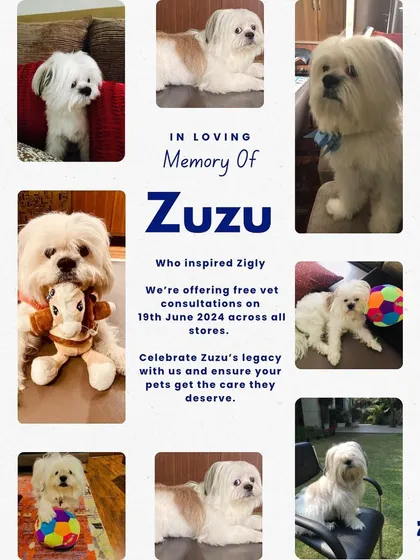 In loving memory of Zuzu, the inspiration behind Zigly, we are offering free vet consultations on June 19th across all our stores. Join us to celebrate his legacy and get the care your pet deserves.