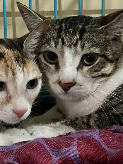 These feline friends are safe and sound in their dedicated area. It's important that they have a calm space to relax.