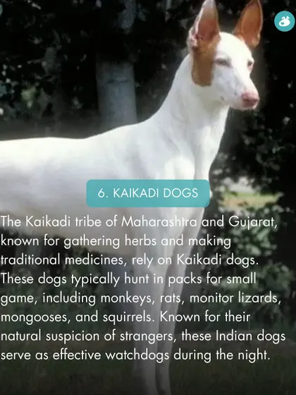 Kaikadi dogs are relied upon by the Kaikadi tribe of Maharashtra and Gujarat to hunt small game and serve as effective watchdogs.