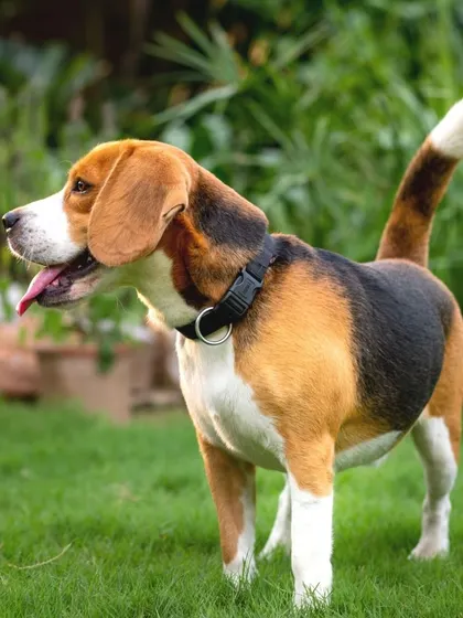 A handsome beagle named Hasskuku stands proudly in the garden, his tail held high and happy.