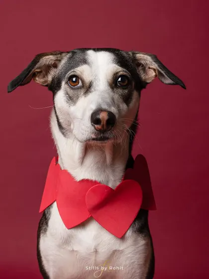 A second, identical shot capturing that soulful expression. These rescue dogs were the most wonderful models.