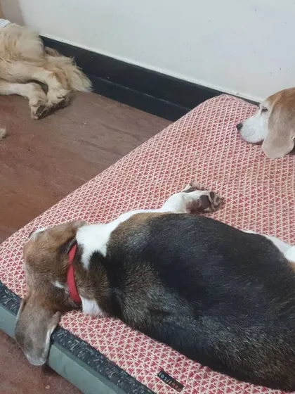 Nap time for the pack. A Golden Retriever and two beagles are sound asleep on their comfy beds. A quiet, peaceful environment is essential for good rest.