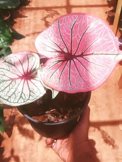 Nothing can beat the beauty of Caladiums. This one shows how the leaves can change, with one almost pure white and the other a deep, vibrant pink.