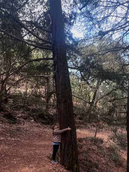 Hugging an old tree in the forest. This simple act of connection can be incredibly grounding and healing.
