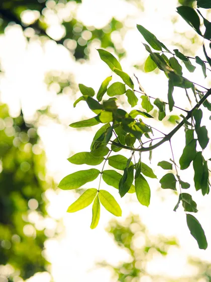 The beauty of backlighting. This shot of leaves against the bright sky creates a lovely, soft bokeh effect and highlights the delicate structure of the foliage.