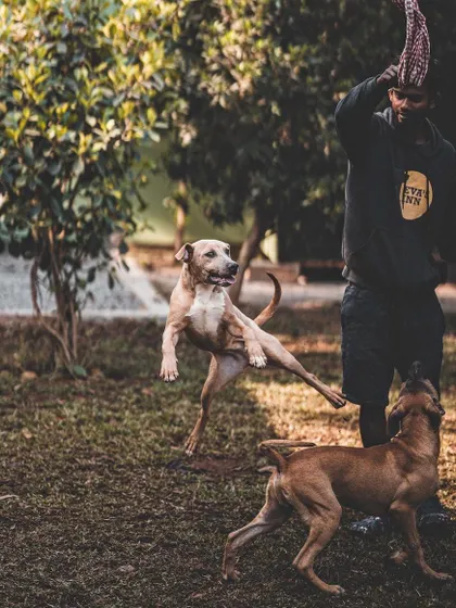 Alag kutta, alag routine. Each dog gets a workout tailored to their breed and energy level. Here, I'm using a flirt pole to engage these two dogs in a fun, high-intensity game.