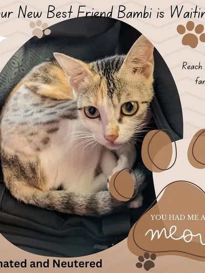 This is Bambi, a beautiful one-year-old calico. She is fully vaccinated and spayed. While a little shy at first, she blossoms into a gentle and sweet companion once she feels safe and loved.