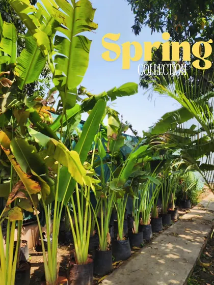 Our spring collection of Traveller Palms, ready for bulk orders. They are perfect for landscapers, developers, and resorts looking to create an exotic, high-end feel.
