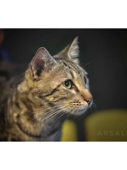 A professional-quality portrait of "Tiger," a handsome tabby cat. His focused gaze shows how engaged and alert cats are in our stimulating environment.
