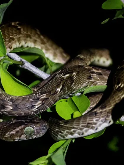 This was my first-ever encounter with a Cat Snake. Its large eyes are an adaptation for its nocturnal lifestyle, hunting in the trees of the Aravalli hills.