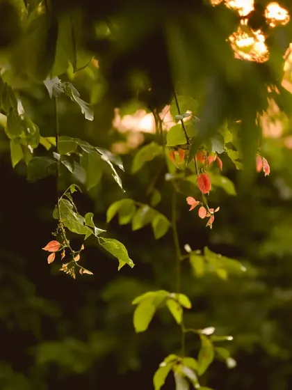 A peaceful shot of leaves and flowers with the golden hour sun filtering through, creating a soft and warm atmosphere.