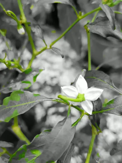 A striking image of a white chilli flower, highlighting the beauty in the details of a vegetable garden.