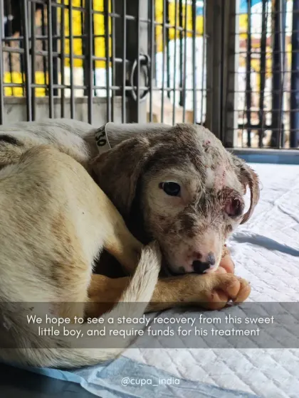 We are hopeful for a steady recovery for this sweet boy. Cases like his require extensive medical funds, which is why holding abusers financially responsible through legal action is also crucial.