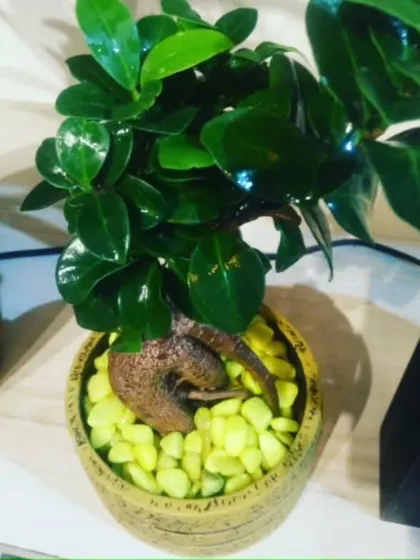 A classic Ficus bonsai with a thick, gnarled trunk, potted with bright yellow pebbles for a modern, decorative touch.