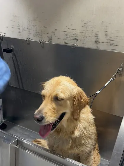 Bath time in a professional grooming tub. I use pet-safe shampoos to get your dog sparkling clean while protecting their skin and coat.