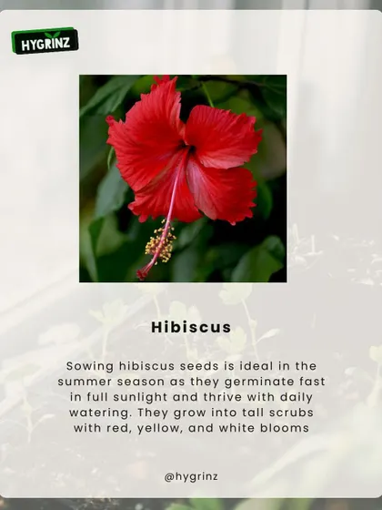 Hibiscus seeds are ideal for sowing in the summer as they germinate quickly in the sun. They grow into tall shrubs with large, beautiful red, yellow, or white flowers.