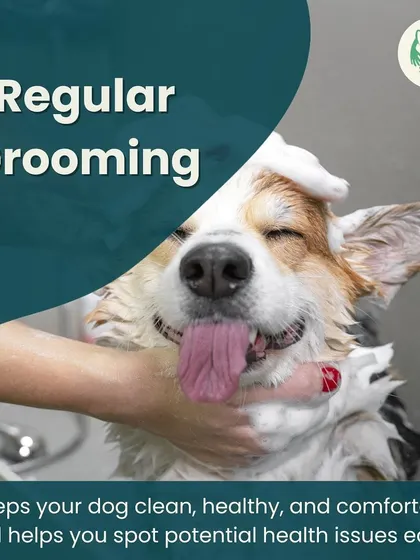 Regular grooming keeps your dog clean, healthy, and comfortable. It also helps you spot potential health issues early. We're always here to help.