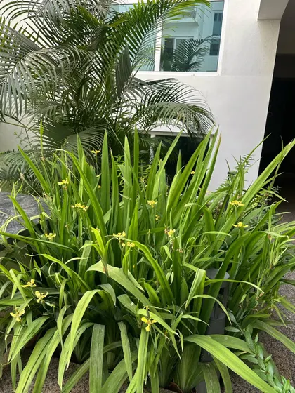 A cluster of Walking Iris plants in bloom at an apartment complex we service. Our dedicated maintenance ensures that these beautiful, delicate flowers continue to thrive and delight residents.