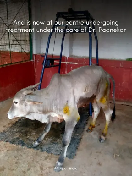 Manohar is now at our centre undergoing treatment. The yellow markings are from antiseptic application on his wounds as he begins his recovery.