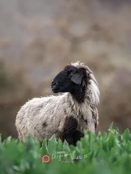 This is not a dog! A beautiful sheep with a black face and fluffy wool, the very animal the Himalayan sheepdogs are bred to protect.
