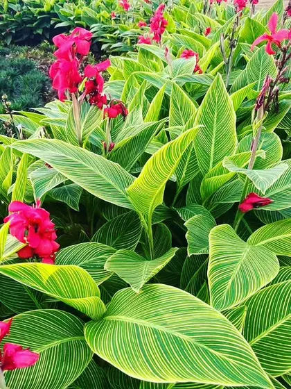 A dense bed of Canna Lilies with variegated leaves and bright red flowers. These are excellent for adding a bold, tropical feel to garden beds.
