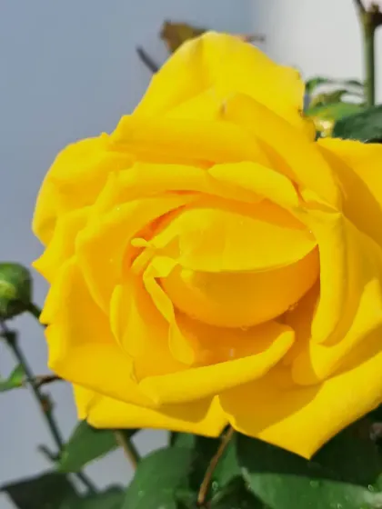 A perfect yellow rose with a new bud.