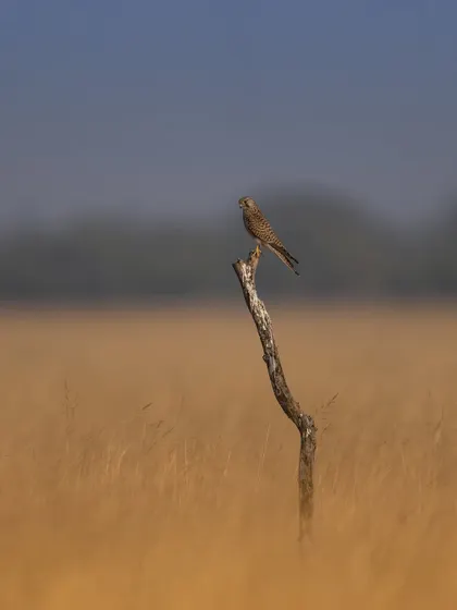 A wider shot of the Common Kestrel, showing its small size relative to the vast expanse of the grasslands. This helps to convey a sense of place and scale.
