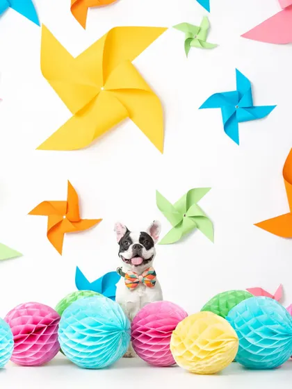 This French Bulldog's happy face and stylish bowtie bring so much joy to this colorful pinwheel set. It's always a blast to see how different dogs interact with our creative studio setups.
