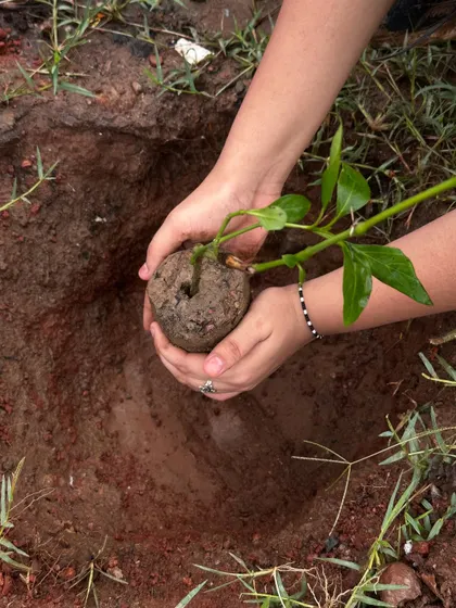 A close-up of a student's hands carefully placing a native sapling into the earth. This is climate action done right: right species, right place, right time.
