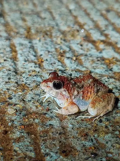 A small frog found during a night walk at the Sharavati Nature Camp. This area is a fantastic destination for macro enthusiasts.