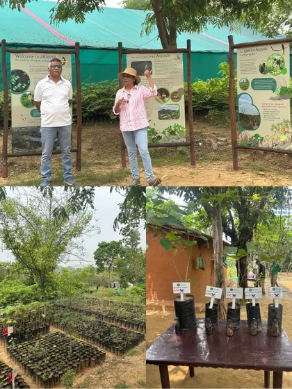 Our team uses informational boards and a display of saplings to teach the Valvoline Cummins team about our native plant propagation methods.