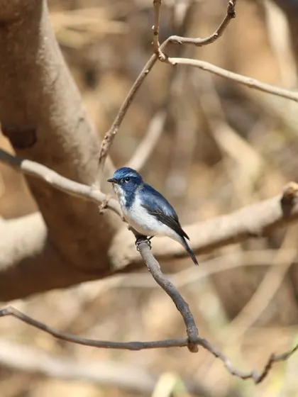 The Ultramarine Flycatcher is a tiny, jewel-like bird that can be spotted flitting through the trees.