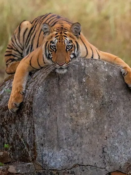 A tiger cub uses a milestone marker as a chin rest, a cute and quirky behavior.