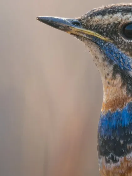 A macro-like detail shot of the Bluethroat's head and beak, showing the fine feathers and subtle coloration.