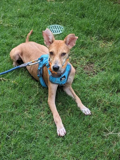 Maria relaxing in the grass. She is a well-adjusted pup who is comfortable on a leash and enjoys her time outdoors.