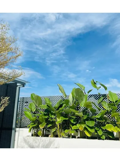 We used Calathea Lutea plants in raised planters to create a green skyline on this terrace. Their large leaves stand out beautifully against the open sky, adding a touch of nature to this elevated urban space.